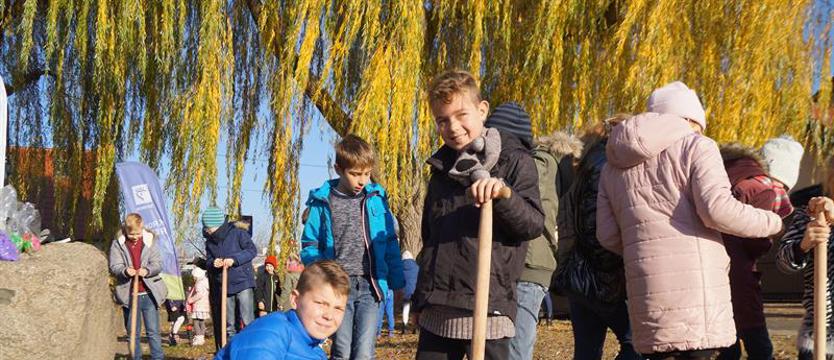Ciąg dalszy krokusów. Tym razem przy ul. Wiśniowej