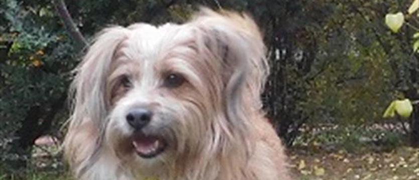 Pompon, czyli (na psa) urok