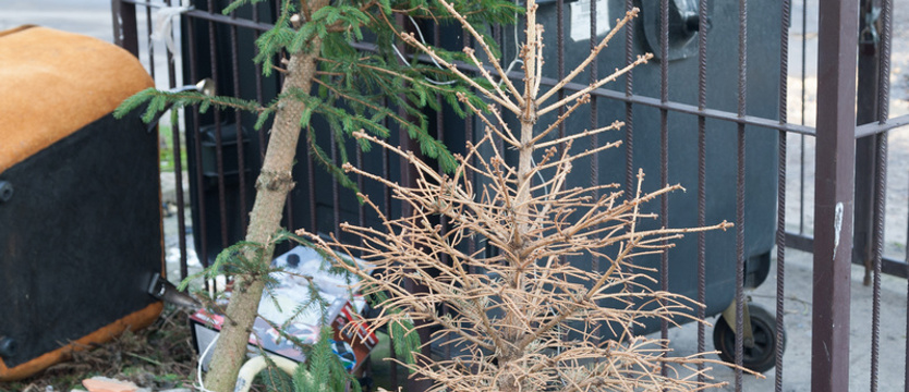 Zgłoś choinkę do odbioru ze śmietnika