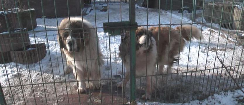 Szczecineckie schronisko w potrzebie
