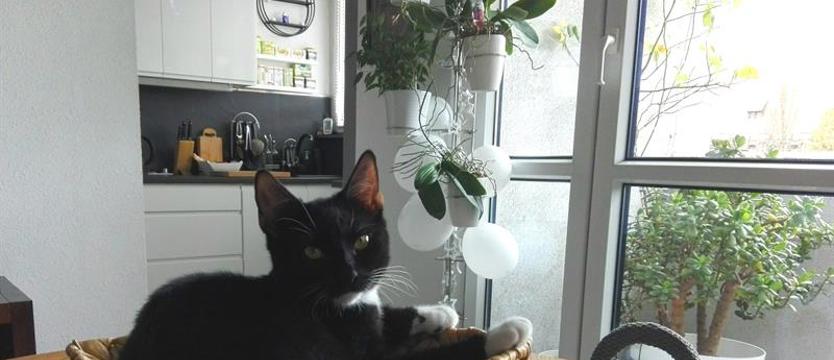 Setka na Dzień Kota: wejściówki już dziś - impreza w sobotę