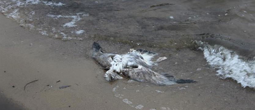 Co zabiło ptaki w Nowogardzie?