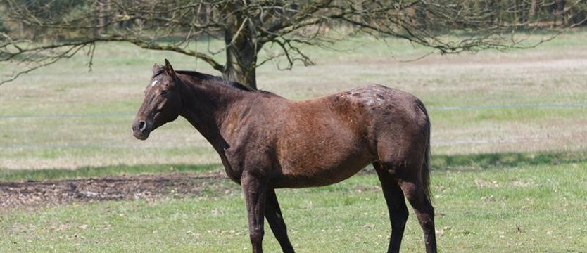 Wojna w Zachodniopomorskim Związku Jeździeckim?