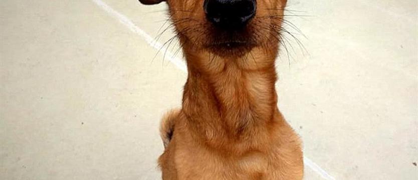 Buli drży w schronisku