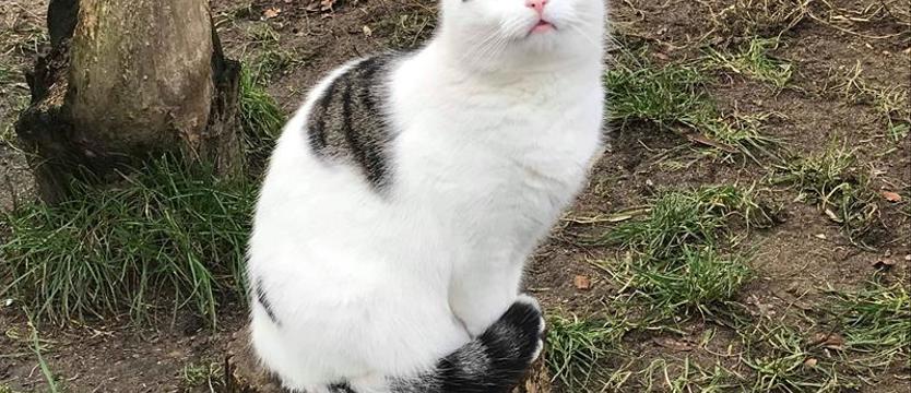 Zielonooka słodka Bella