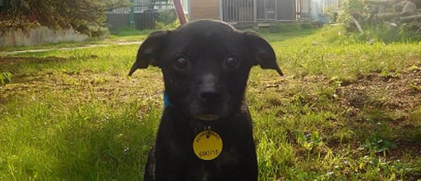 Frycek, czyli krasnal czekający na dom i rodzinę