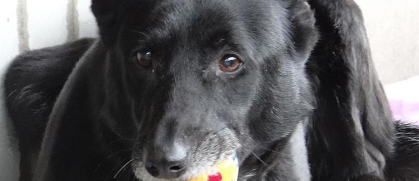 Wybieramy superpsiaka 2019!