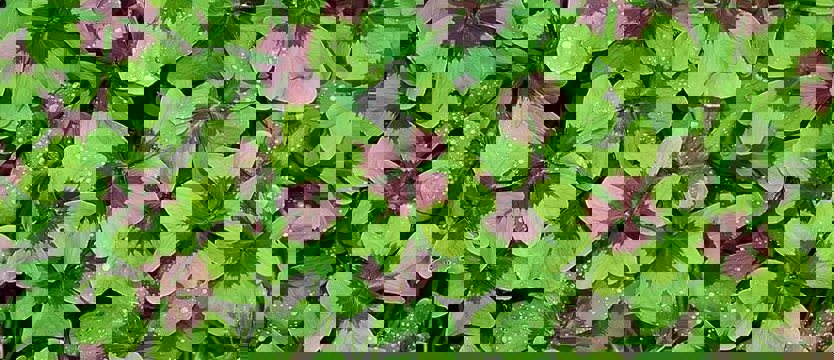 Międzynarodowy Dzień Szczęścia