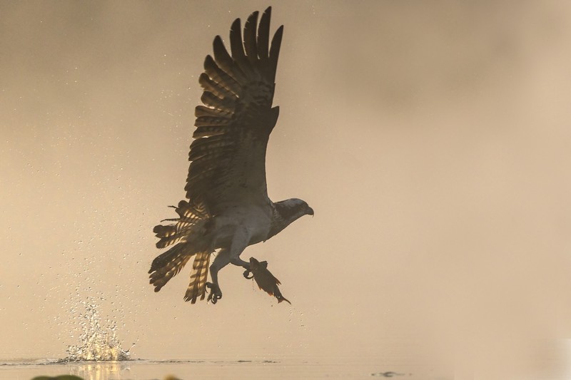 Lasy i energetycy w trosce o rybołowa