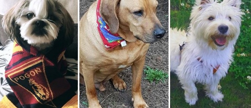 Superpsiaki wybrane!