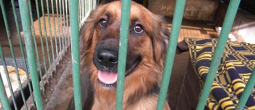 Falkor: podążając za marzeniami