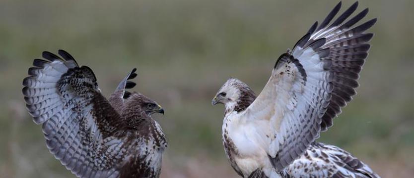 Zwierzęta Puszczy Wkrzańskiej