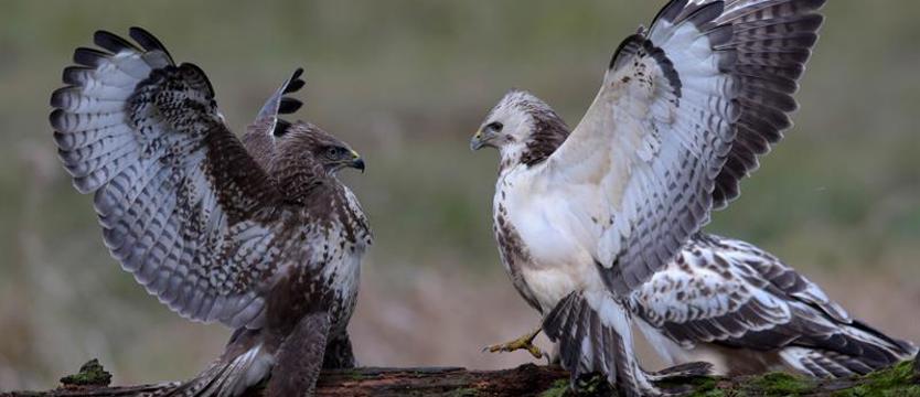 Tiere in der Ueckermünder Heide
