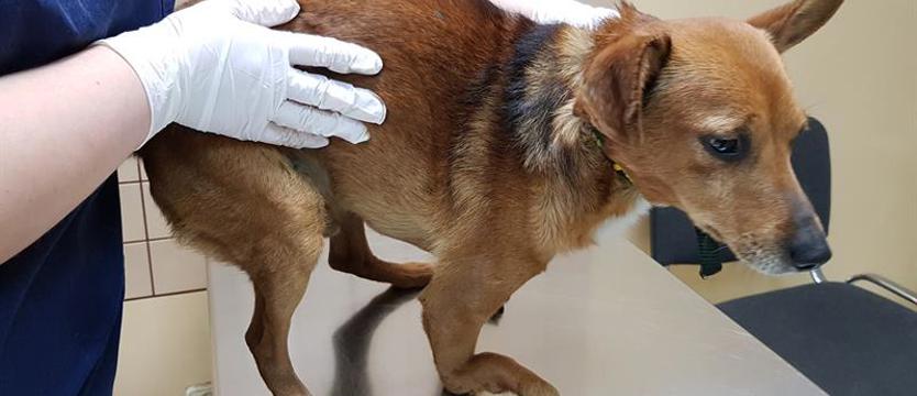 Przed finałem, czapki z głów!