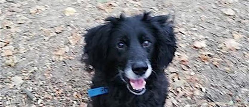 Poczciwy stary Bleki