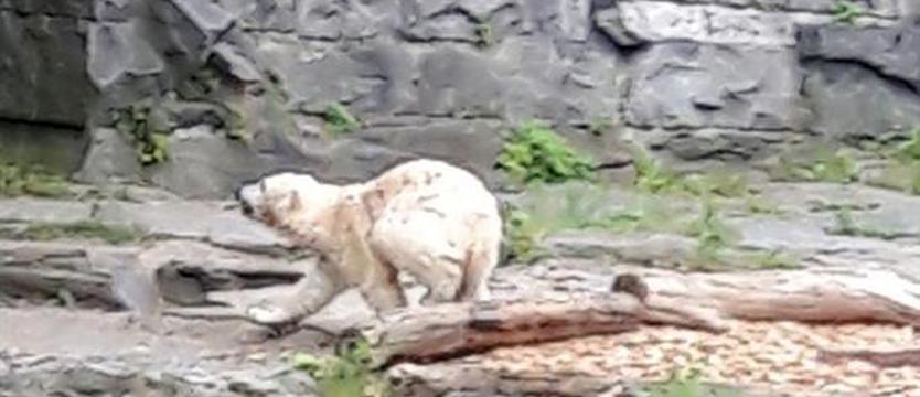 Biały miś i dwie pandy