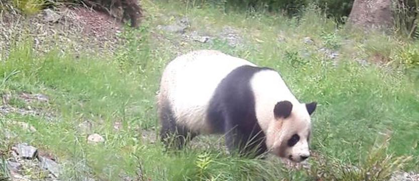 Eine Eisbären-Dame und zwei Pandabären