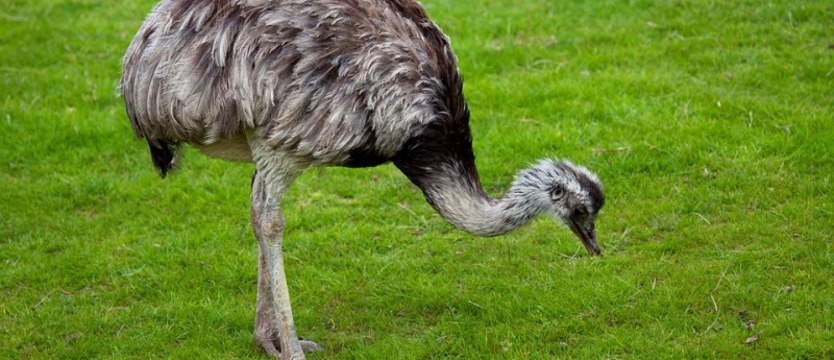 Łowczy złapał strusia biegającego po cmentarzu