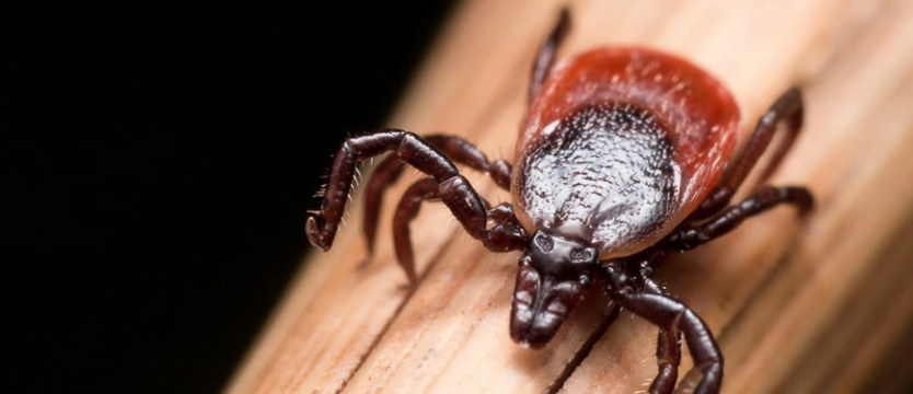 Borelioza – epidemia XXI wieku. Jak się wystrzegać i leczyć