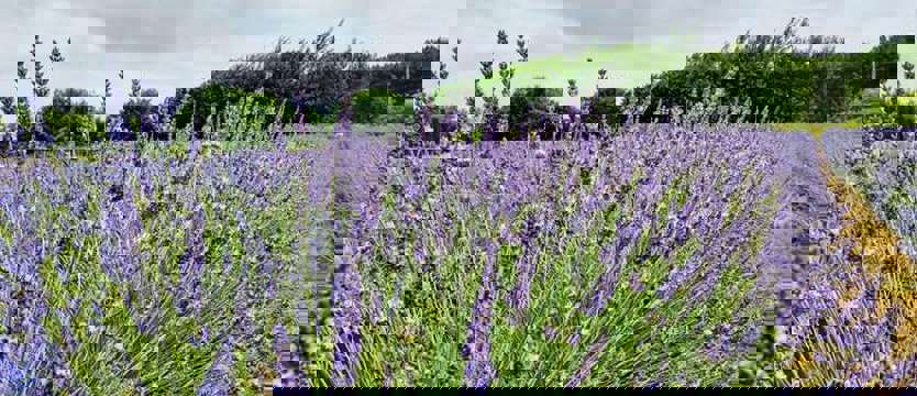 Dzień Lawendy