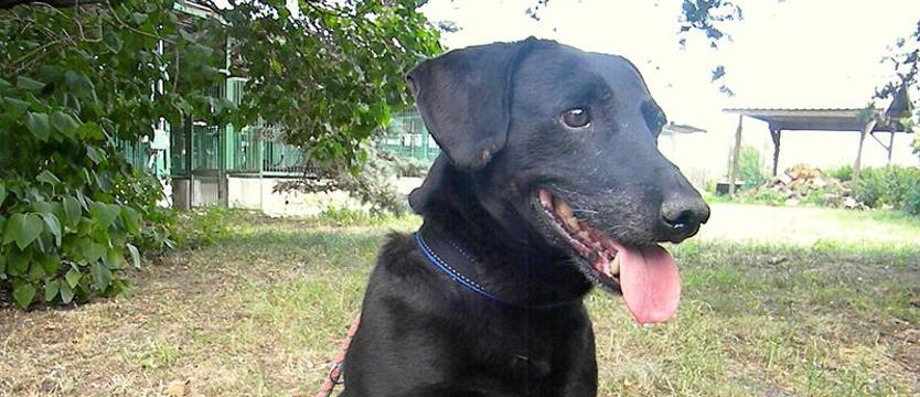 Bambuś szuka rodziny