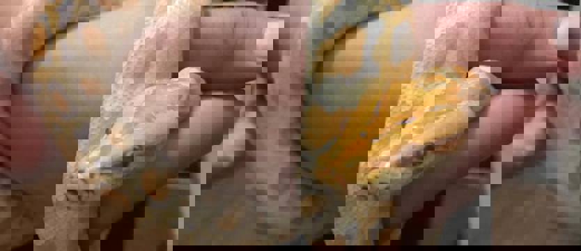 Pyton w sypialni sąsiada