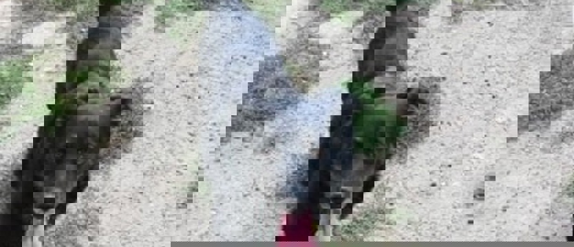 Miruś – bardziej słodki niż myślisz