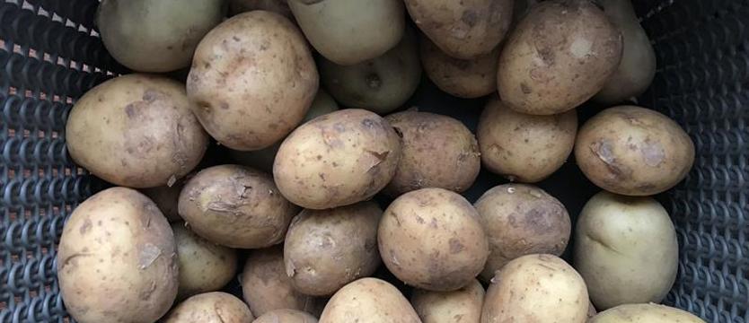 Powitanie jesieni z ziemniakiem