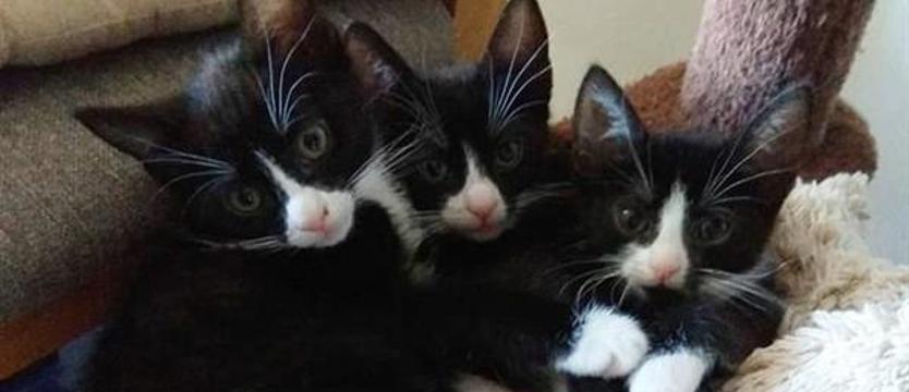 Słodka banda (czworga)