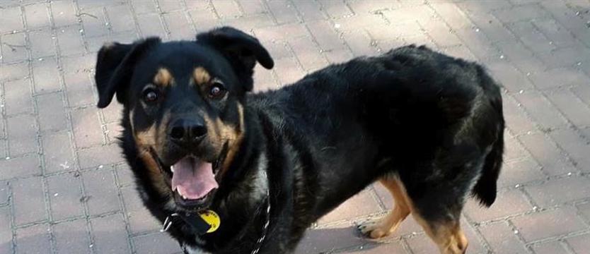 Kajko i jego (nie)szczególne przypadki