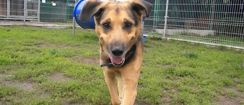 Kłapouchy jak Gangus