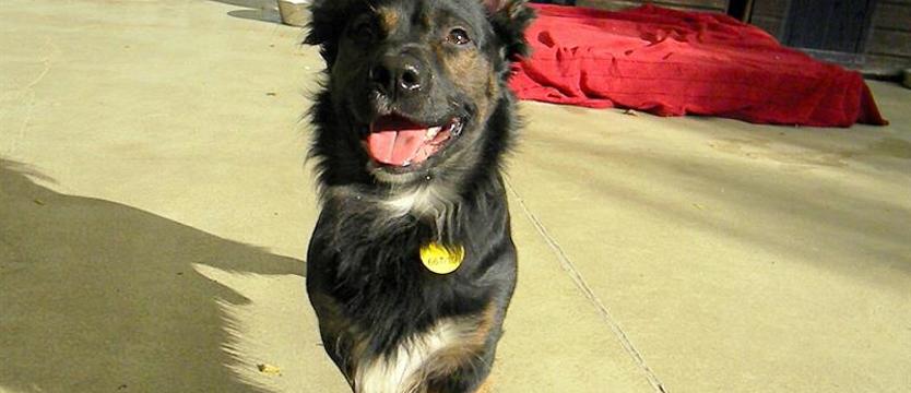 Pocieszny mały Skiper szuka domu