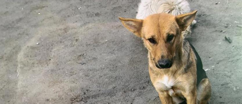 Niebezpieczna miłość do zwierząt?