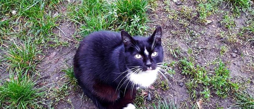 Pingwinek zwany Hip-Hop