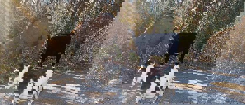 Wielbłąd, krowa i osioł na drodze. Policja: mamy pół żywej szopki