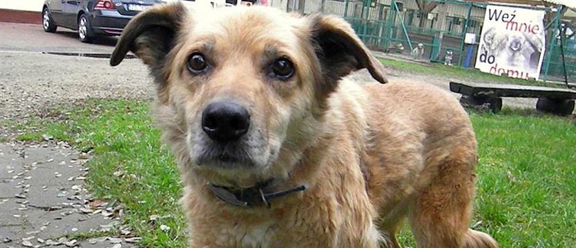 Najsmutniejsza rezydentka szczecińskiego schroniska. Poczciwa Beza