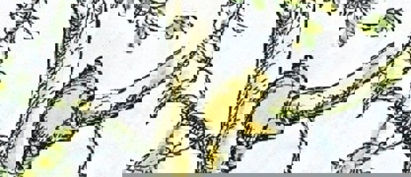 „Misiu Szpeniolek” czyli „Kubuś Puchatek” w gwarze wielkopolskiej