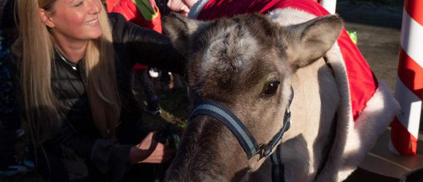 Renifer w Pałacu Młodzieży. Wszyscy zachwyceni – mali i duzi