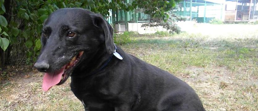 Bambusia smutek i żal