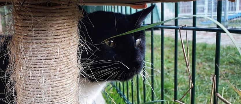 Maciuś, Pingwinek i spółka