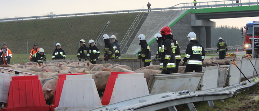 Przewrócona ciężarówka z prosiakami zablokowała S6