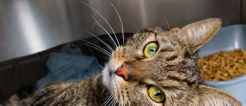 Niezależna jak Kasia