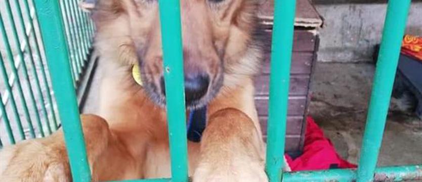 Przystojniak zwany Chips