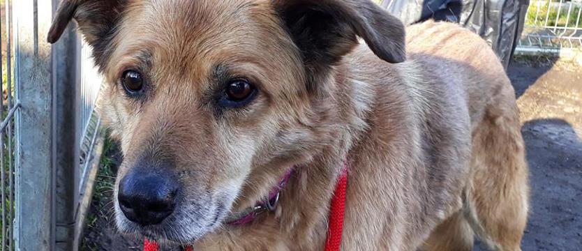 Bezka – łezka na zakręcie