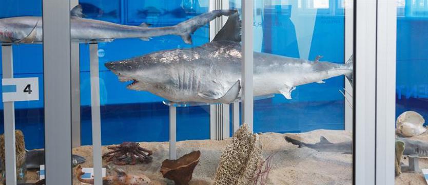 Godziny zwiedzania Muzeum Ichtiologicznego