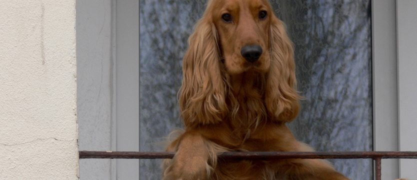 Wybieramy Superpsiaka 2020!