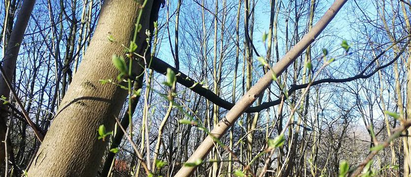 Słoneczna pogoda na powitanie marca w Szczecinie