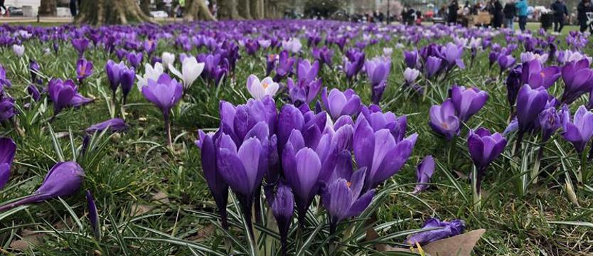 Dodatkowe nagrody dla krokusowych kadrów!