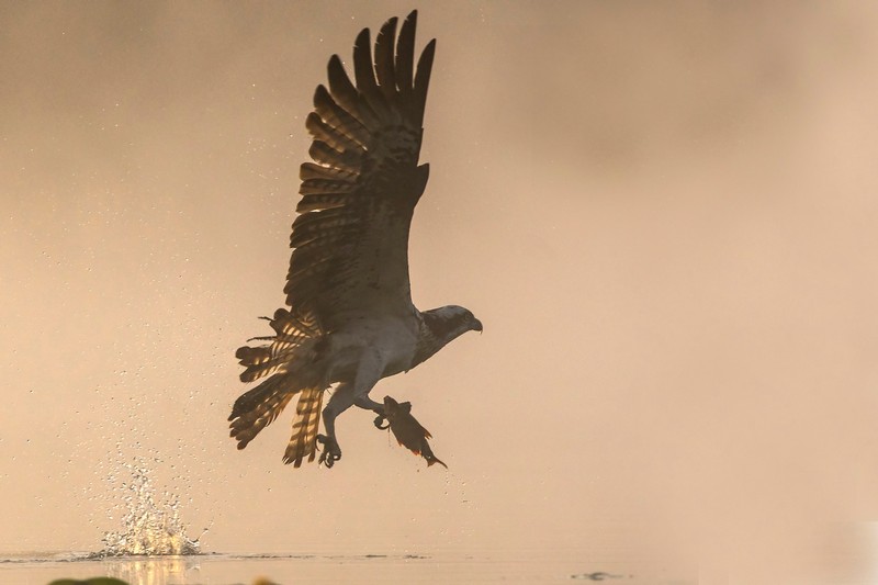Lasy Państwowe i Enea Operator razem dla rybołowa