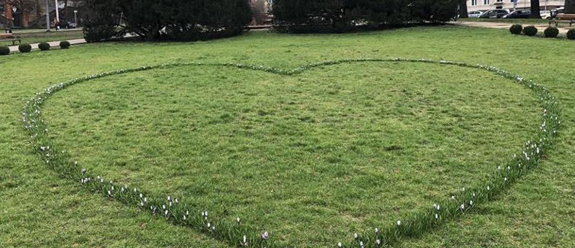 Kolejny raz krokusowe serce cieszy oczy